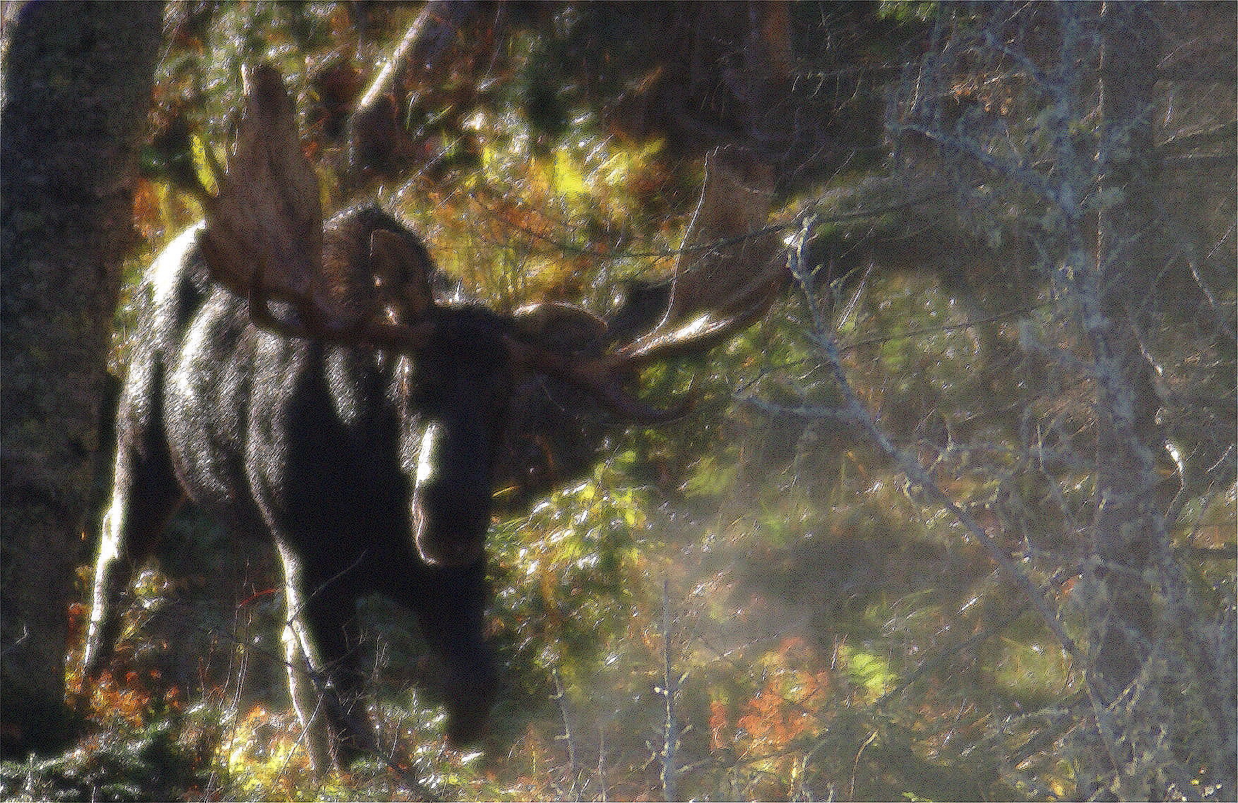 moose