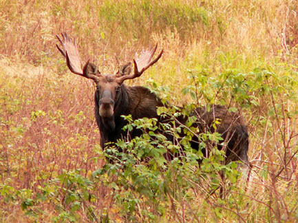 Autumn Moose by Alex Hartman