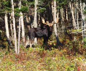 bull moose